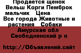 Продается щенок Вельш Корги Пемброк мальчик › Цена ­ 65 000 - Все города Животные и растения » Собаки   . Амурская обл.,Свободненский р-н